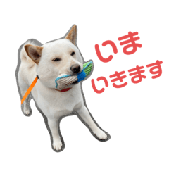[LINEスタンプ] 白柴 ハクくん