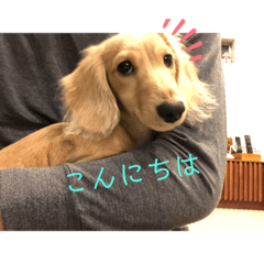 [LINEスタンプ] うちのヤマト 2