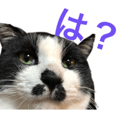 [LINEスタンプ] Morris the cat