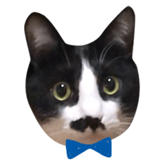 [LINEスタンプ] ちょびひげ猫の日常