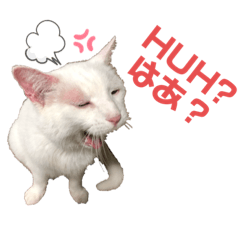 [LINEスタンプ] ネコ団欒