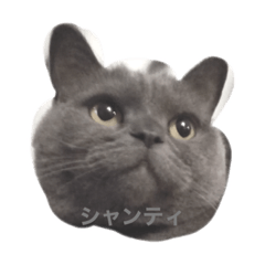 [LINEスタンプ] シャンティcat