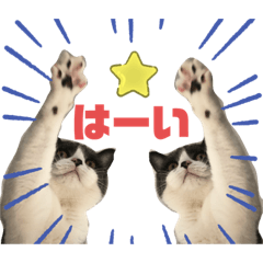 [LINEスタンプ] にゃんこ 楽しい スタンプ