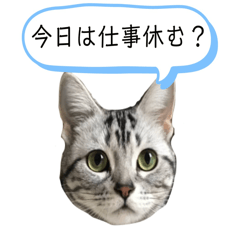 [LINEスタンプ] 猫のよもぎ