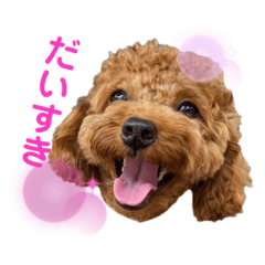 [LINEスタンプ] トイプードルのつむぎ♩