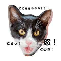 THE 猫with関西弁