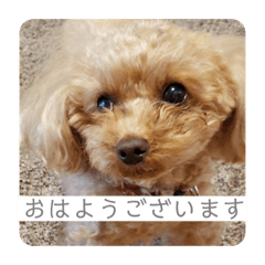 [LINEスタンプ] ろわのすたんぷ
