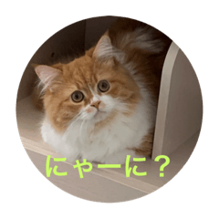 [LINEスタンプ] にゃーの巻