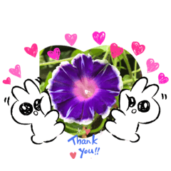 [LINEスタンプ] 朝顔♥️