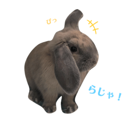[LINEスタンプ] ウサギのこすえ②