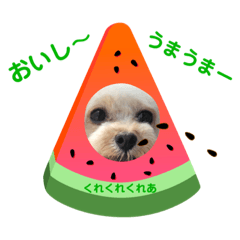 CREA(トイプー)の愛犬スタンプ6