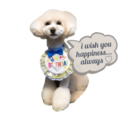 [LINEスタンプ] toypoodle parm