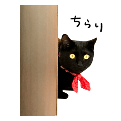 [LINEスタンプ] 黒猫くぅの日常