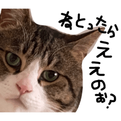 [LINEスタンプ] 三重弁☆関西弁 ハチワレ猫の画像（メイン）