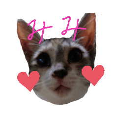 [LINEスタンプ] 可愛い猫 みみ＆しろ