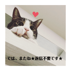 [LINEスタンプ] 愛猫スタンプ ランシリーズ