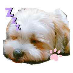 [LINEスタンプ] 愛犬のマル