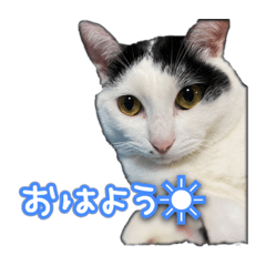 [LINEスタンプ] たまおさんライバー用①