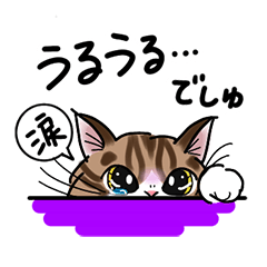 [LINEスタンプ] 猫好きさんへ ねこのあるあるスタンプ