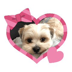 [LINEスタンプ] 愛犬のマル 2