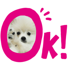 [LINEスタンプ] ポメラニアンLeoの日常