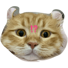 [LINEスタンプ] ryoryo's pet's