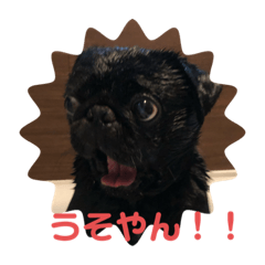 [LINEスタンプ] パグの一族