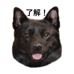[LINEスタンプ] うちの甲斐犬スタンプ