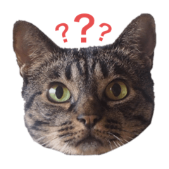 [LINEスタンプ] えぶりでいにゃんにゃんすたんぷ