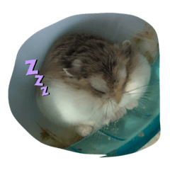 [LINEスタンプ] Ryoryo's pet's part2