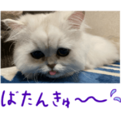 [LINEスタンプ] ぽんそるきなこ(*´꒳`*)