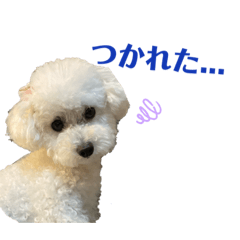 [LINEスタンプ] トイプードルのリリィ 日常第二弾