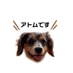 [LINEスタンプ] カニンヘンダックスフンドのアトム