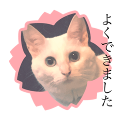 [LINEスタンプ] 白猫のメリーさん part3