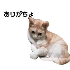 [LINEスタンプ] ひとなっつこいねこ