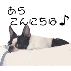[LINEスタンプ] ブエナの日常