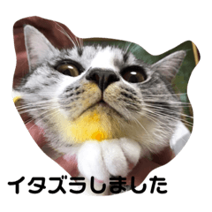 [LINEスタンプ] ぼく白玉②