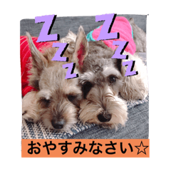 [LINEスタンプ] 今日のわんこちゃん