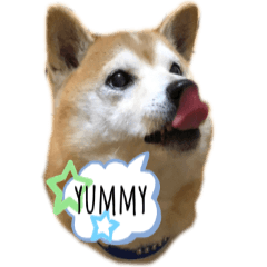 [LINEスタンプ] 柴犬チャオ