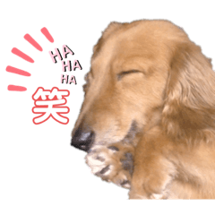 [LINEスタンプ] ダックスまろんスタンプ2