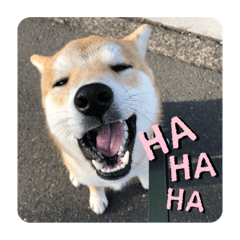 [LINEスタンプ] 柴犬 薄顔ハク
