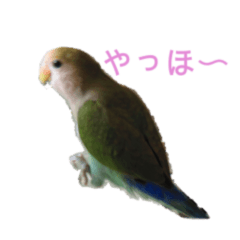 [LINEスタンプ] インコのフミちゃん