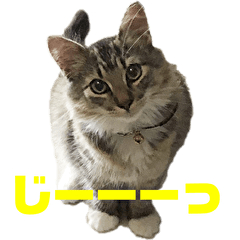 [LINEスタンプ] サスケのにゃんにゃんスタンプ