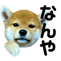 [LINEスタンプ] なになにリキタンなによ