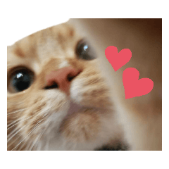 [LINEスタンプ] かわいい猫の日常使えるスタンプ2