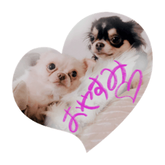 [LINEスタンプ] もこ♡ここ