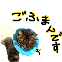 [LINEスタンプ] おしゃべり美音さん