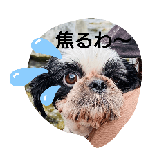 [LINEスタンプ] らん・そら シーズー