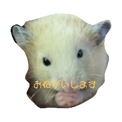 [LINEスタンプ] ハムスターのチビ太