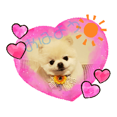 [LINEスタンプ] 白ポメ姫